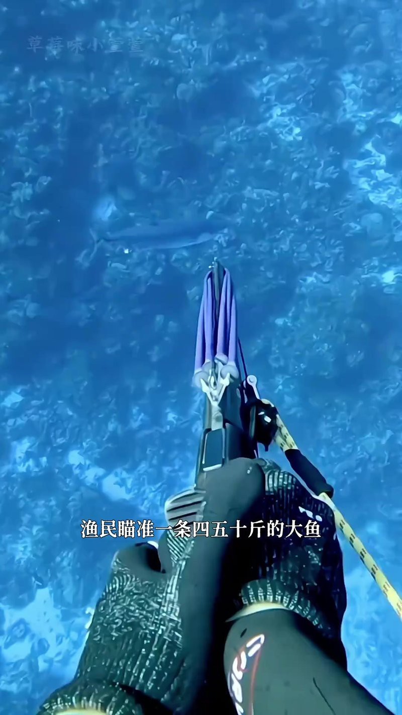 十大最貴犬頭魚 十大最貴犬頭魚 龍魚論壇 第3張