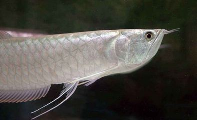 銀龍魚做法大全家常（清蒸銀龍魚怎么做？）