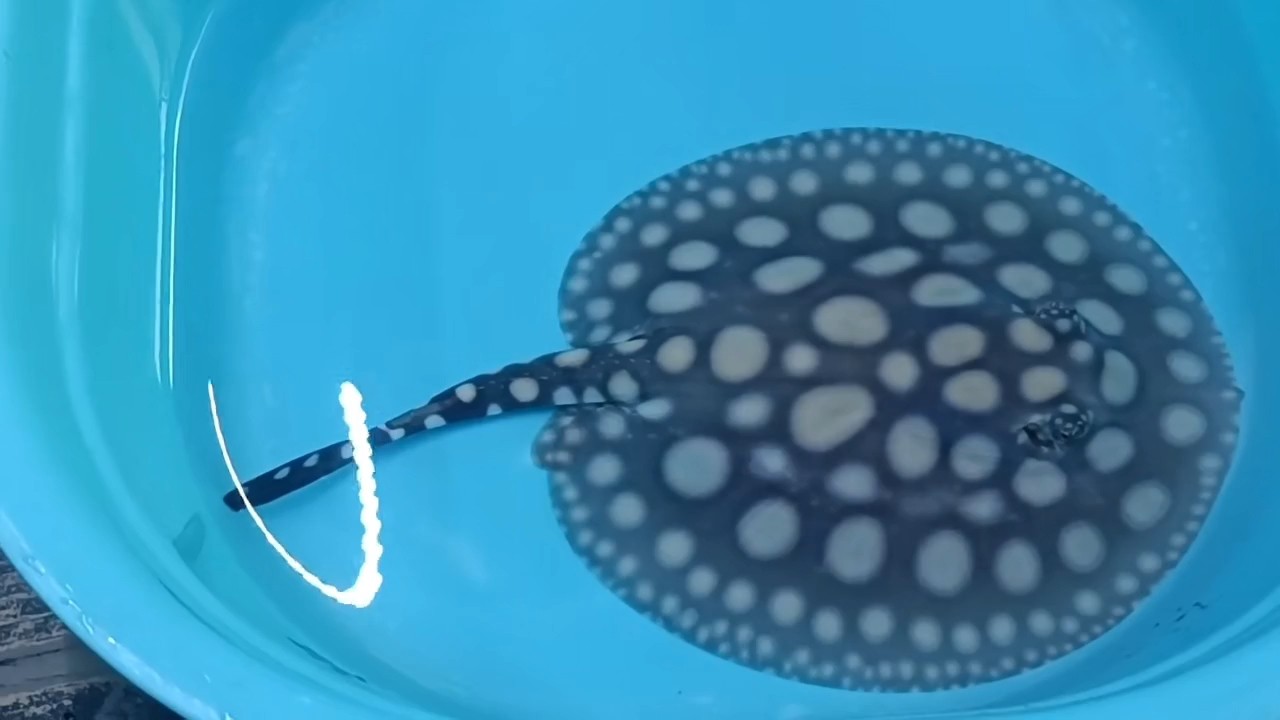 龍魚缸一般要多高多寬的（關(guān)于龍魚缸尺寸的一些信息）