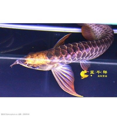 祥龍品牌龍魚魚場（祥龍品牌龍魚的優勢） 祥龍品牌龍魚魚場（祥龍品牌龍魚的優勢） 龍魚百科 第5張