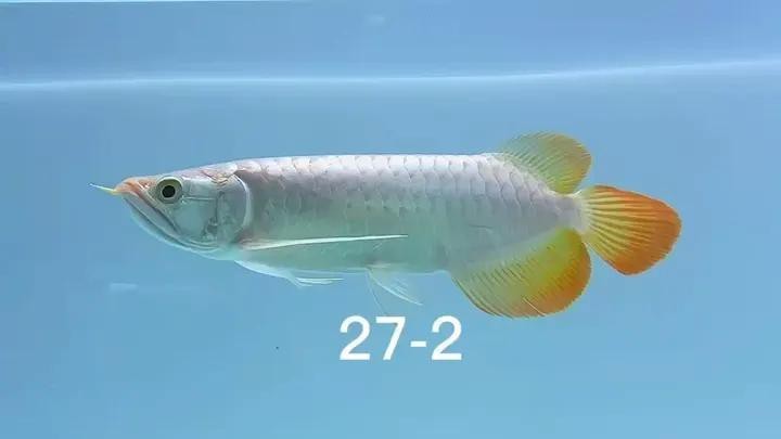 祥龍魚場的合作漁場中哪家最好