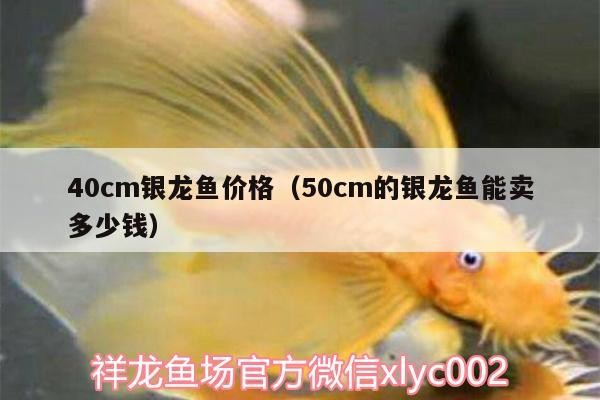 40cm銀龍魚價格（50cm的銀龍魚能賣多少錢）