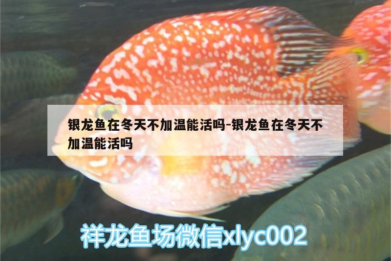 銀龍魚(yú)在冬天不加溫能活嗎:銀龍魚(yú)在冬天不加溫能活嗎