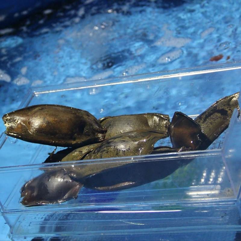 鯊魚一次能產多少卵 鯊魚一次能產多少卵 龍魚論壇 第4張