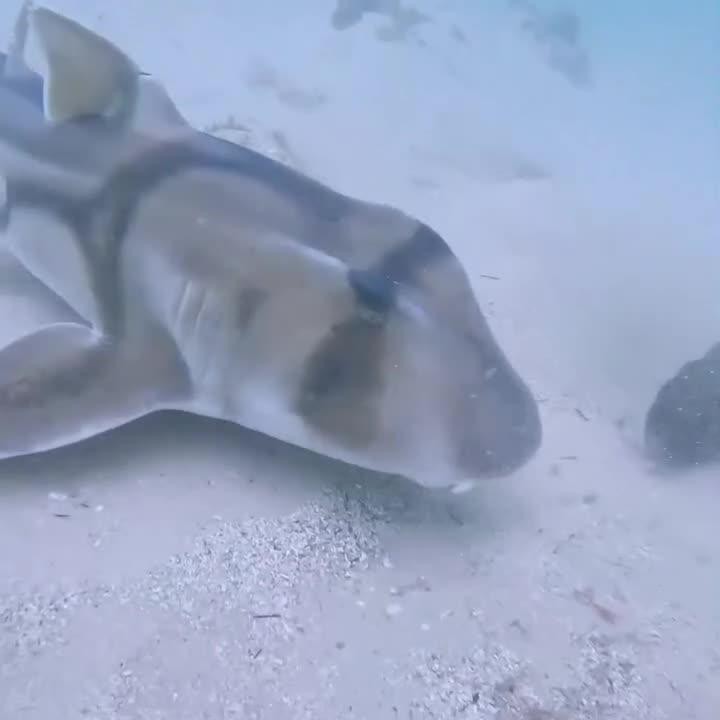 鯊魚一次能產多少卵 鯊魚一次能產多少卵 龍魚論壇 第5張