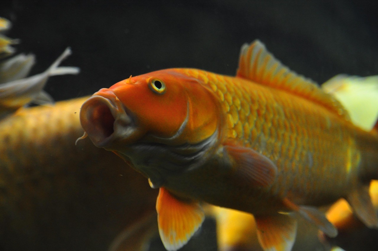 清理魚缸糞便魚前十名