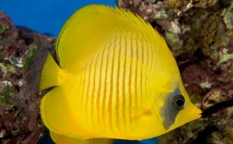 蝴蝶魚圖片大全 蝴蝶魚圖片大全 龍魚論壇 第1張