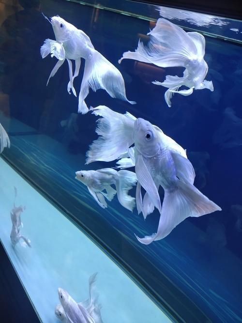 蝴蝶魚圖片大全 蝴蝶魚圖片大全 龍魚論壇 第5張