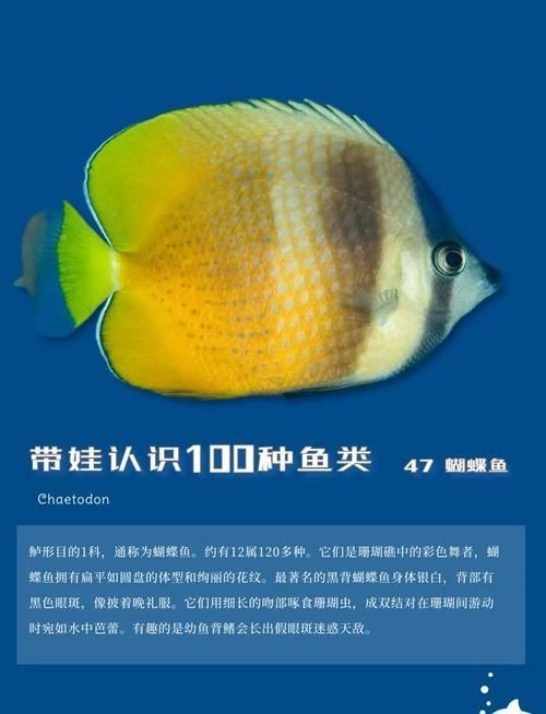 蝴蝶魚圖片大全 蝴蝶魚圖片大全 龍魚論壇 第3張