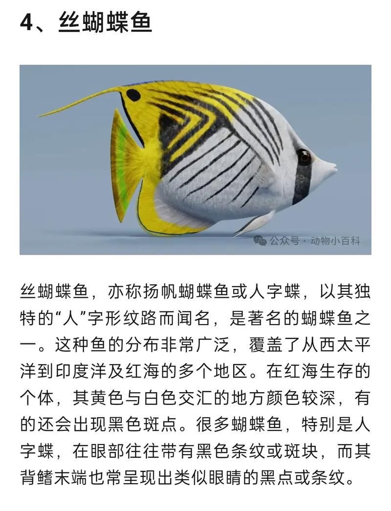 蝴蝶魚圖片大全 蝴蝶魚圖片大全 龍魚論壇 第11張