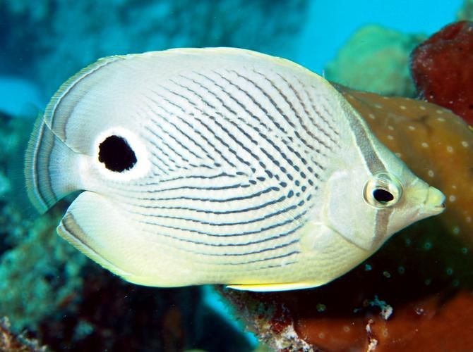 蝴蝶魚圖片大全 蝴蝶魚圖片大全 龍魚論壇 第13張