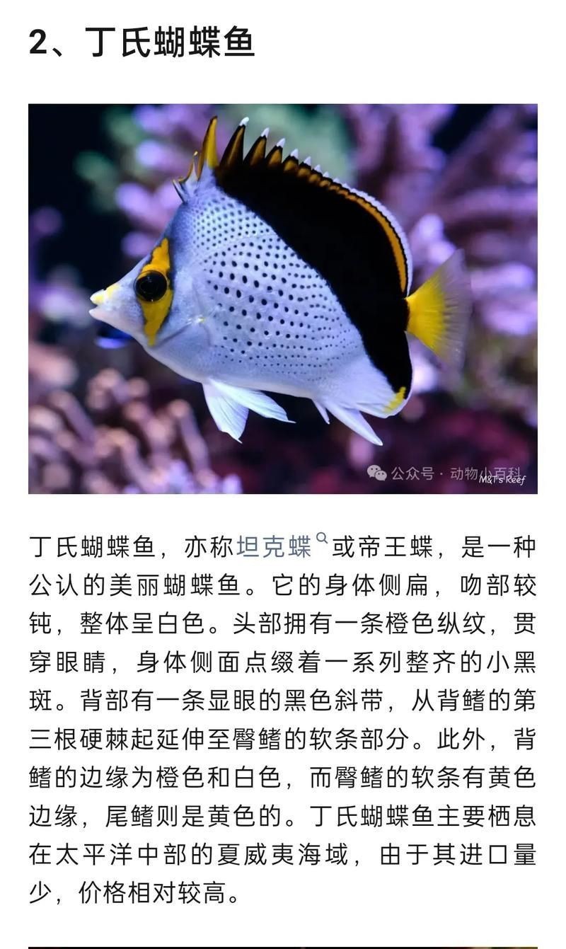 蝴蝶魚圖片大全 蝴蝶魚圖片大全 龍魚論壇 第10張