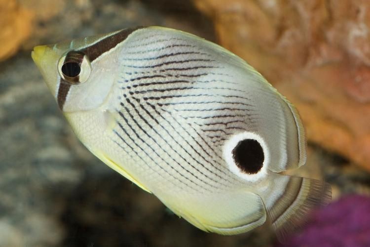 蝴蝶魚圖片大全 蝴蝶魚圖片大全 龍魚論壇 第14張