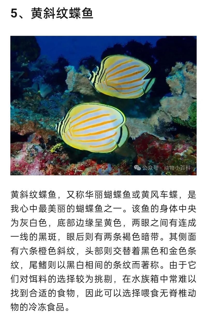 蝴蝶魚圖片大全 蝴蝶魚圖片大全 龍魚論壇 第19張