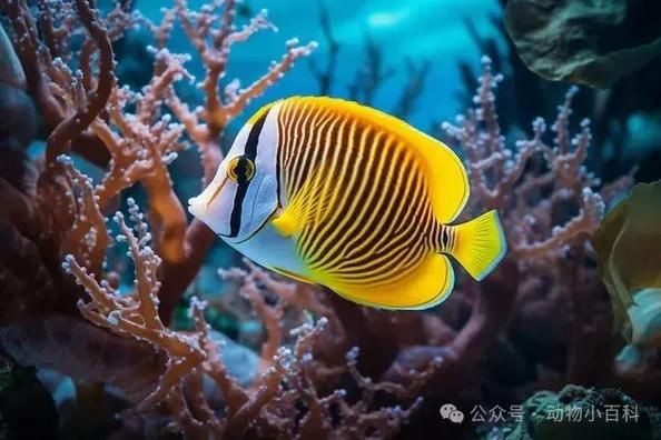 蝴蝶魚圖片大全 蝴蝶魚圖片大全 龍魚論壇 第21張