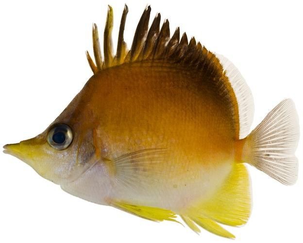 蝴蝶魚圖片大全 蝴蝶魚圖片大全 龍魚論壇 第22張