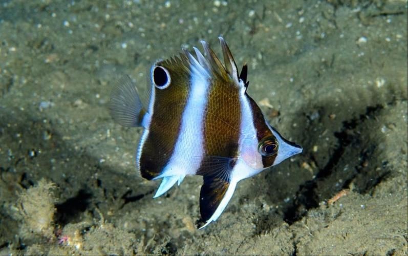 蝴蝶魚圖片大全 蝴蝶魚圖片大全 龍魚論壇 第20張
