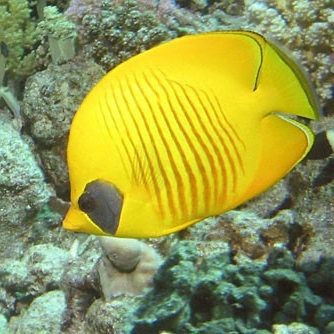 蝴蝶魚圖片大全 蝴蝶魚圖片大全 龍魚論壇 第28張
