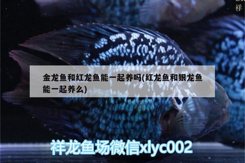 魚(yú)缸用增氧泵價(jià)格是多少:魚(yú)缸增氧機(jī)-xtrac增氧機(jī)-xtrac增氧機(jī) 金龍魚(yú)和紅龍魚(yú)能一起養(yǎng)嗎(紅龍魚(yú)和銀龍魚(yú)能一起養(yǎng)么) 銀龍魚(yú)百科 金龍魚(yú)和紅龍魚(yú)能一起養(yǎng)嗎(紅龍魚(yú)和銀龍魚(yú)能一起養(yǎng)么) 金龍魚(yú)和紅龍魚(yú)能一起養(yǎng)嗎(紅龍魚(yú)和銀龍魚(yú)能一起養(yǎng)么) 銀龍魚(yú)百科