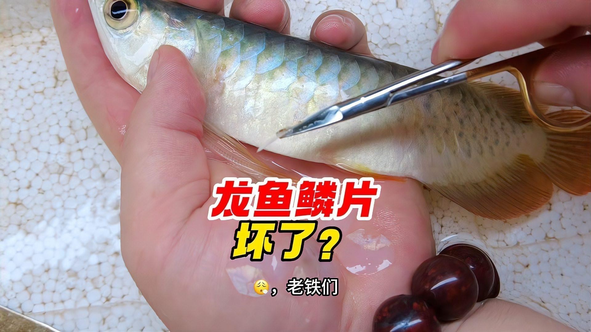 龍魚鱗片爛了應(yīng)該如何處理？ 龍魚鱗片爛了應(yīng)該如何處理？ 龍魚百科 第3張