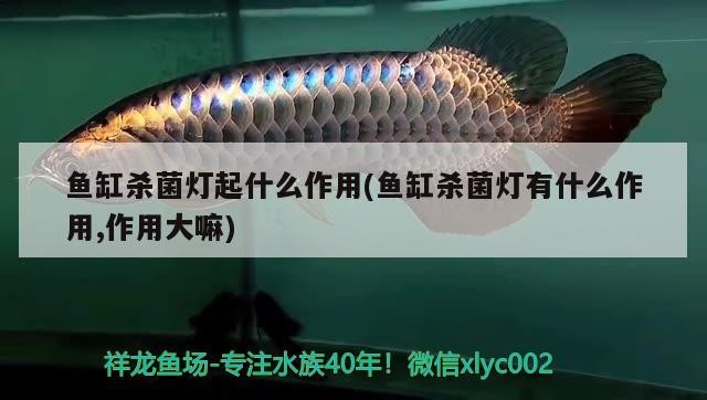古浪縣精誠水族花卉店