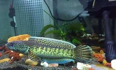 黑桃A魚冬季養護技巧，