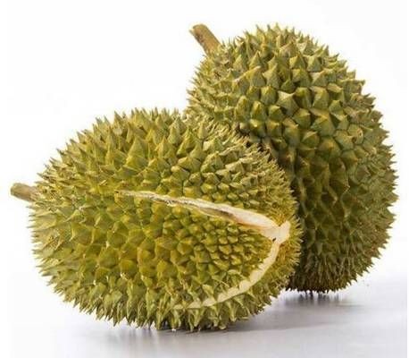 貓山王榴蓮的膳食纖維作用（貓山王榴蓮的營(yíng)養(yǎng)價(jià)值）