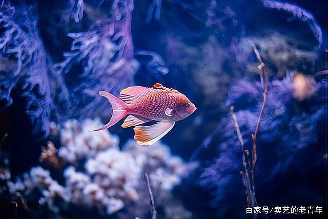 夏季龍魚不愛吃食