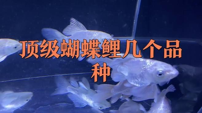 蝴蝶鯉10大品種 蝴蝶鯉10大品種 龍魚論壇 第1張