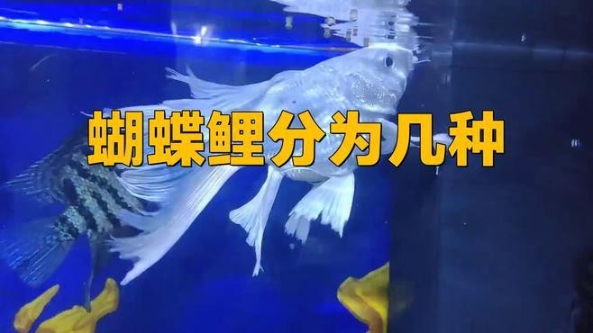 蝴蝶鯉10大品種 蝴蝶鯉10大品種 龍魚論壇 第6張