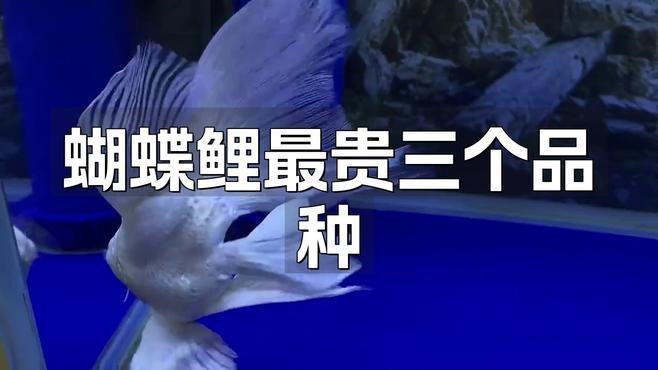 蝴蝶鯉10大品種 蝴蝶鯉10大品種 龍魚論壇 第2張