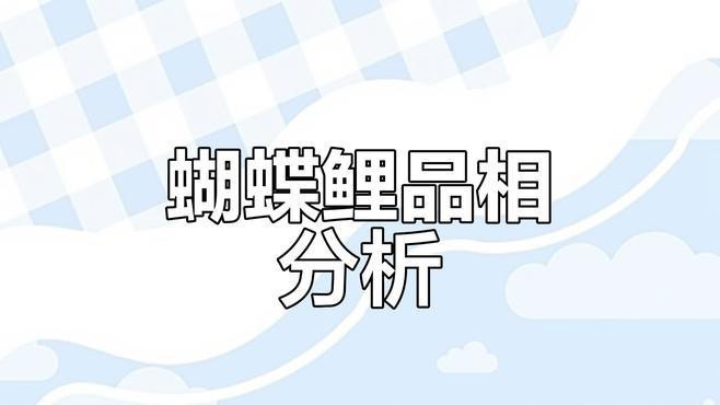 蝴蝶鯉10大品種 蝴蝶鯉10大品種 龍魚論壇 第4張
