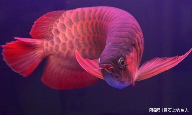 金龍魚出售：晨科農(nóng)牧擬2220萬向金龍魚出售全資子公司晨科太鯤的60%