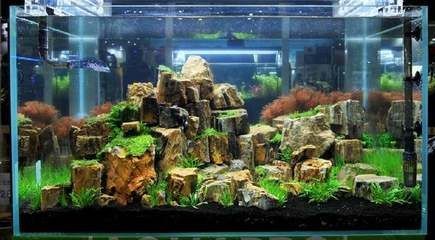 魚缸造景的藝術(shù)與科學(xué)：diy魚缸造景的樂趣