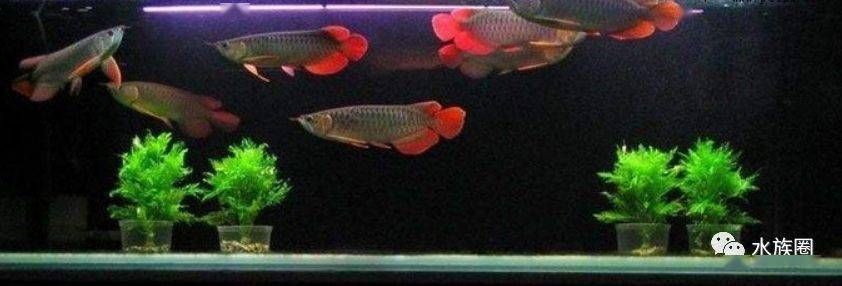 龍魚魚缸最佳尺寸：龍魚魚缸的最佳尺寸應為20至40加侖以適應生活需求 龍魚魚缸最佳尺寸：龍魚魚缸的最佳尺寸應為20至40加侖以適應生活需求 魚缸百科 第5張
