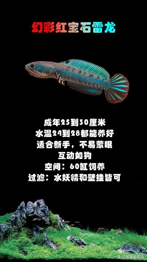 什么叫雷龍魚圖片大全