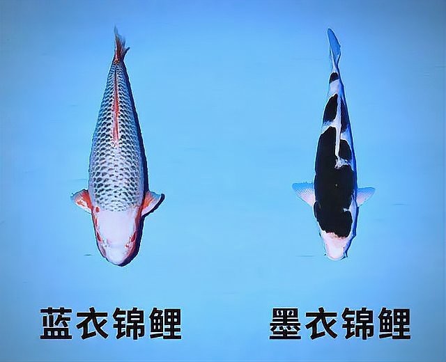 什么品種錦鯉最名貴