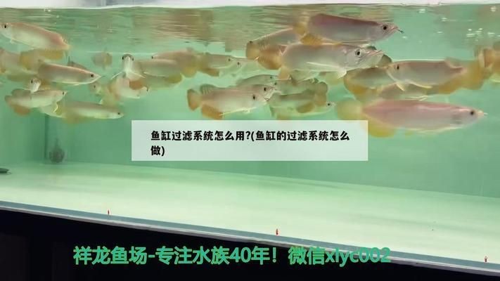 魚缸濾材的用法：常見的魚缸濾材及其使用方法