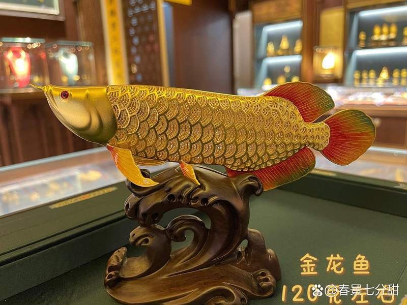 金龍魚在網(wǎng)絡(luò)流行語中代表什么？