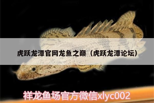 龍魚之巔論壇