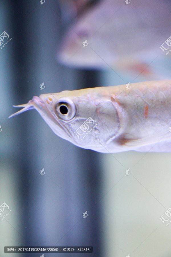 有哪些網站提供高清龍魚壁紙下載？