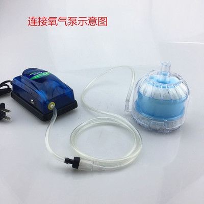 魚缸增氧技巧大揭秘魚缸增氧技巧大揭秘魚缸增氧技巧大揭秘：魚缸增氧技巧大揭秘