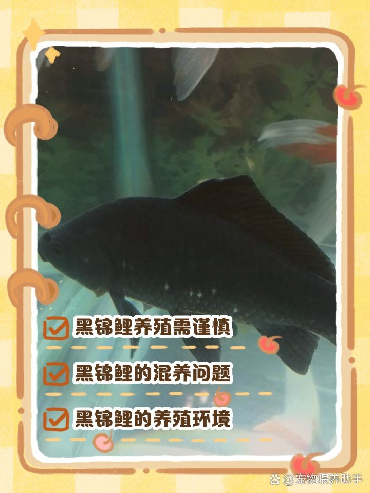 錦鯉最忌三種顏色