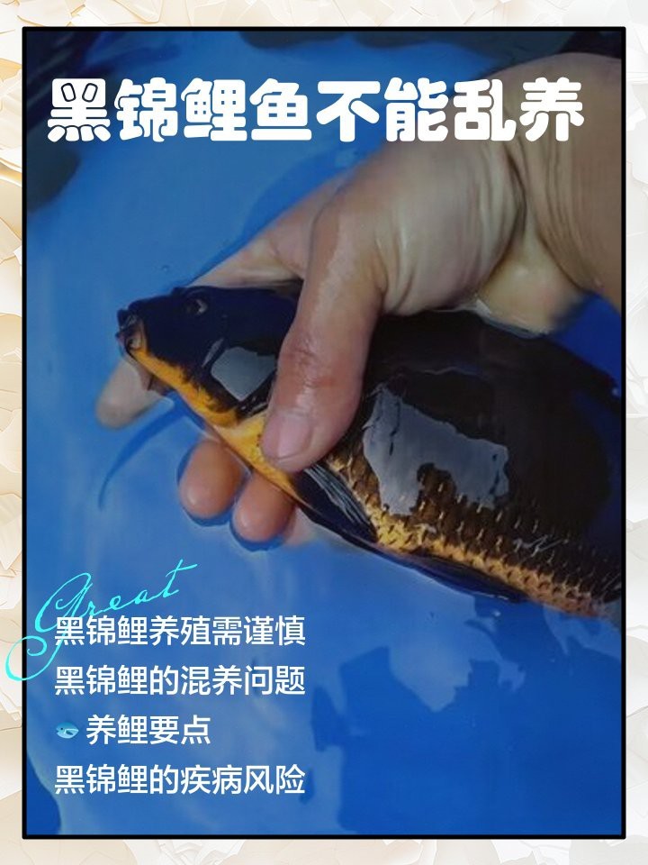 錦鯉最忌三種顏色