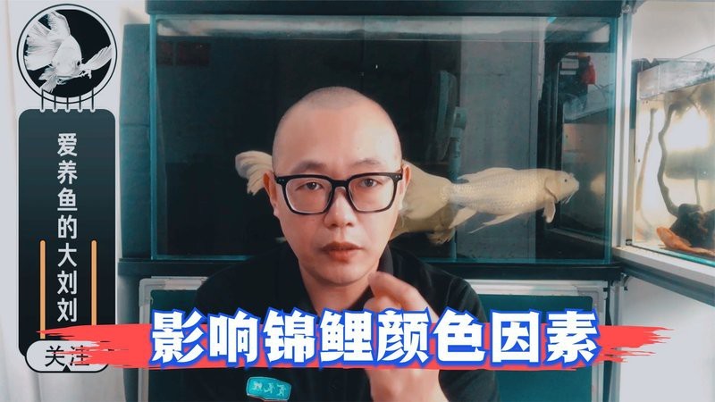 錦鯉最忌三種顏色