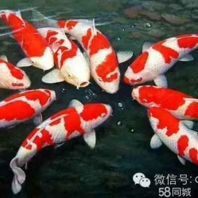 龍魚吃錦鯉飼料沒事吧（龍魚可以偶爾吃一些錦鯉飼料嗎）