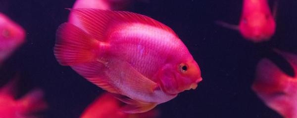 紅龍魚高清視頻大全圖片（紅龍魚高清視頻大全圖片下載）