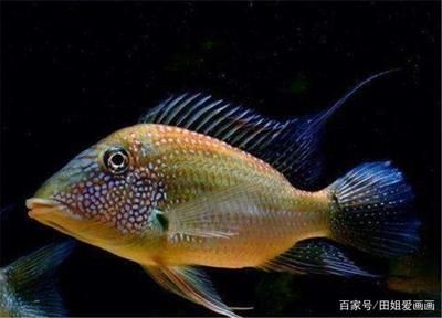 紅寶石魚(yú)飼養(yǎng)指南紅寶石魚(yú)飼養(yǎng)指南紅寶石魚(yú)飼養(yǎng)指南：紅寶石魚(yú)的飼養(yǎng)指南