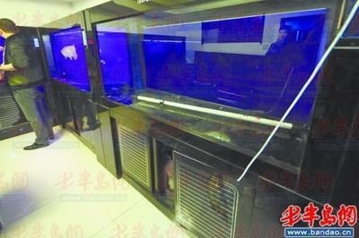 紅龍魚偶爾去缸底趴著（紅龍魚偶爾去缸底趴著怎么辦）