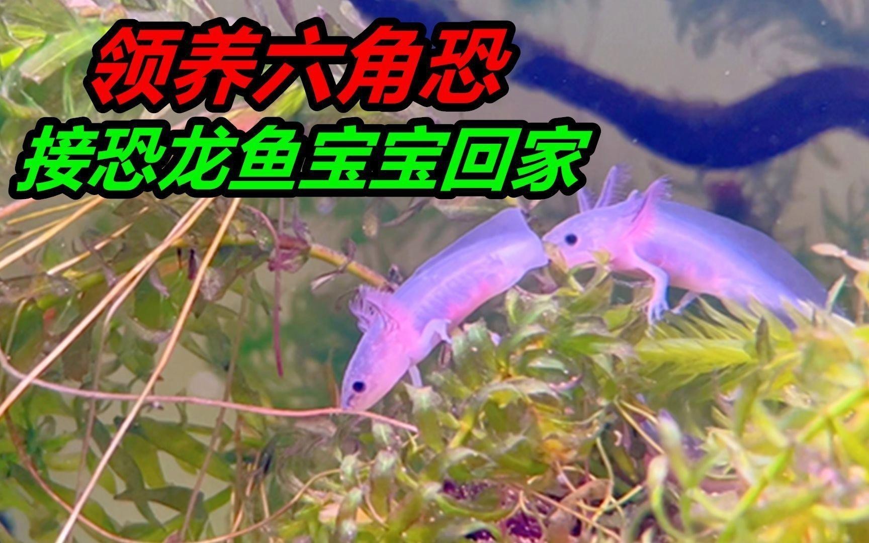 有哪些恐龍魚適合混養？